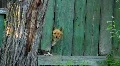 Beware of the dog!:) HD Footage