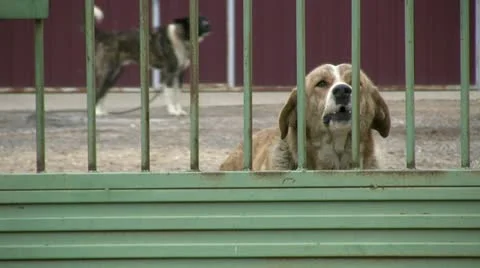 Beware of dog Stock-Footage 10910273