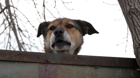 Beware of the dog! Stock Footage 165075506