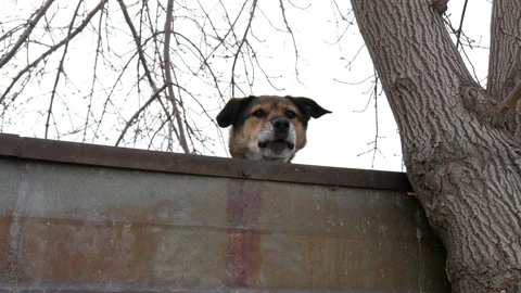 Beware of the dog! Stock Footage 165075515