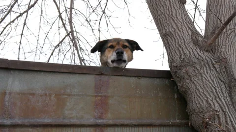 Beware of the dog! Stock Footage 165075644