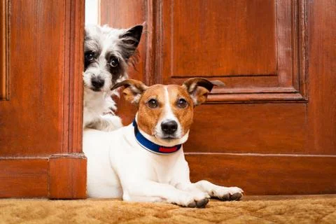 Beware of dogs Stock-Fotos