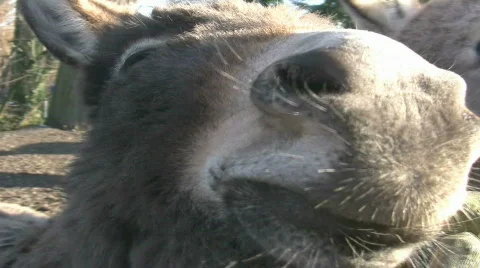 Beware of the donkey! 库存影片 360976