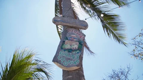 Beware Of Falling Coconuts Stock Footage 129613114