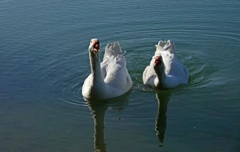 Beware! Goose attack Stock Photos
