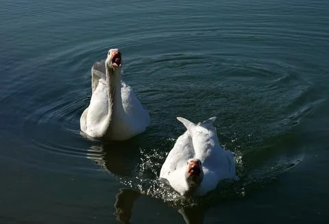 Beware! Goose attack Stock Photos