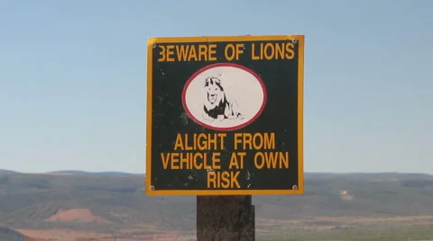 Beware of the Lion Stock-Footage 1087597