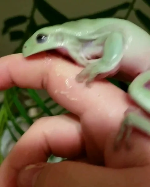 Beware of the man-eating tree frog Stock Footage 105155615