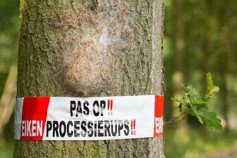 Beware oak procession caterpillars web Stock Photos