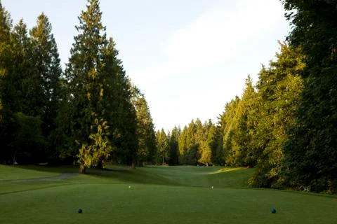 Beware the trees , golf concepts Stock-Fotos
