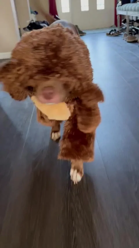 Beware the Vicious Teddy Bear Stock Footage 313292159