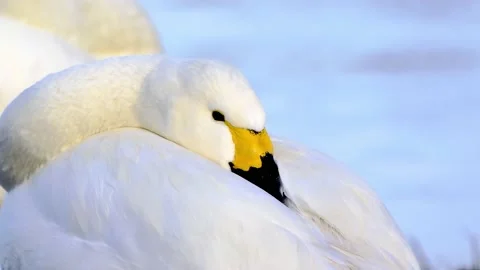 Bewick swan sleeping Vidéo 231328945