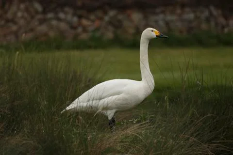 A Bewick's swan Stock Photos