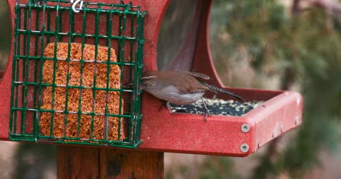 Bewicks Wren Eating at Feeder Stock Footage 242654555