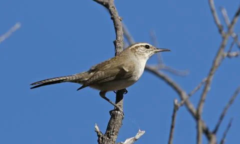Bewick's Wren Stock Photos