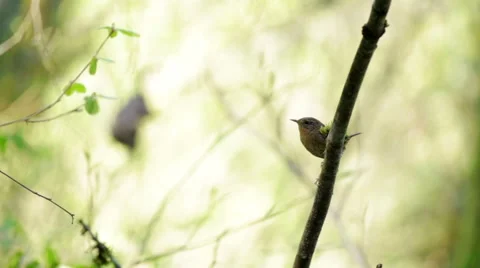 Bewick's Wren singing Stock Footage 53648400