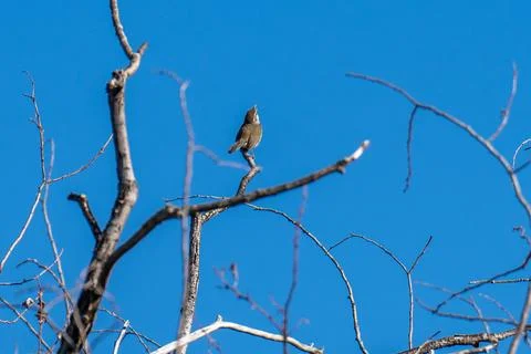 Bewicks's Wren Stock Photos