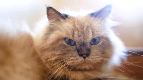 Bewitching Angora Cat spark with the light Stock Footage 97111842