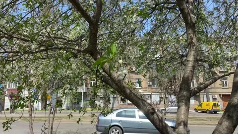 The  bewitching beauty of flowering cherry tree and tulips. Stock Footage 239183218