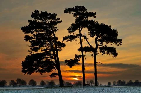 Bewitching sunset between mighty trees Stock Photos