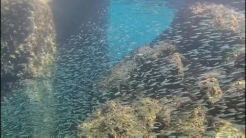 Bewitching view of a school of marine fish floating in the ocean Stock Footage 116874669