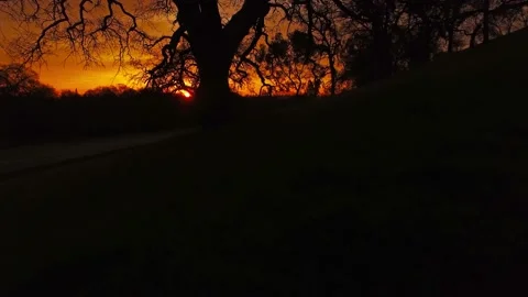 Beyond the Morning Oak Stock Footage 146677314