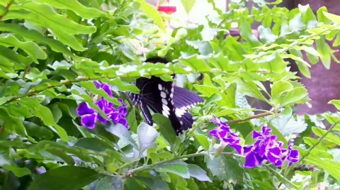 Bfwings Stock Footage 504114