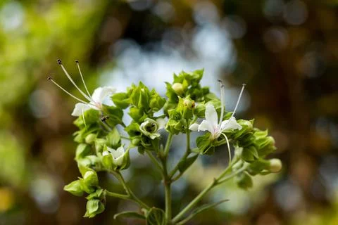 Bhat or hill glory bower belong family Lamiaceae or Clerodendrum infortunatum Foto stock