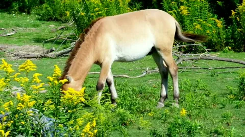 Bhorse Stock Footage 510020