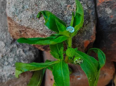 Bhringaraj False Daisy Kesharaj Trailing Eclipta Bhangariya White Flower Plan Stock Photos