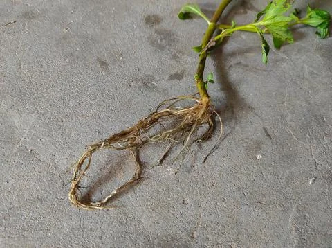 Bhringaraj False Daisy Kesharaj Trailing Eclipta Bhangariya  Plant Roots Stock Photos