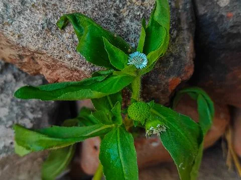 Bhringaraj False Daisy Kesharaj Trailing Eclipta Bhangariya White Flower Plan Stock Photos