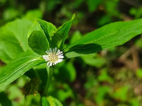 Bhringaraj Kesharaj Trailing Eclipta False Daisy White Eclipta Swamp Daisy Wh Stock Photos