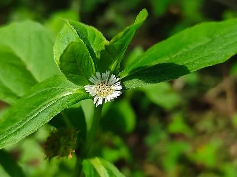 Bhringaraj Kesharaj Trailing Eclipta False Daisy White Eclipta Swamp Daisy Wh Stock Photos