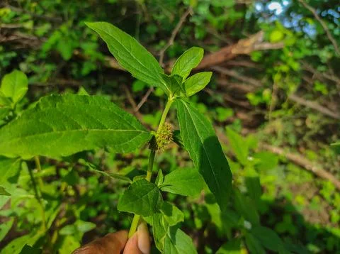 Bhringaraj Kesharaj Trailing Eclipta False Daisy White Eclipta Swamp Daisy Wh Stock Photos