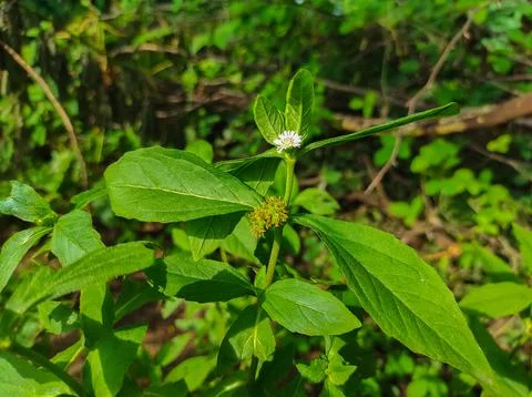 Bhringaraj Kesharaj Trailing Eclipta False Daisy White Eclipta Swamp Daisy Wh Stock Photos