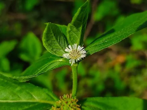 Bhringaraj Kesharaj Trailing Eclipta False Daisy White Eclipta Swamp Daisy Wh Stock Photos