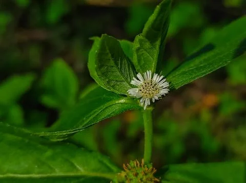 Bhringaraj Kesharaj Trailing Eclipta False Daisy White Eclipta Swamp Daisy Wh Stock Photos