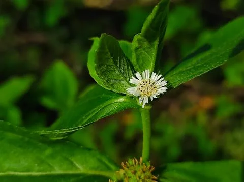 Bhringaraj Kesharaj Trailing Eclipta False Daisy White Eclipta Swamp Daisy Wh Stock Photos