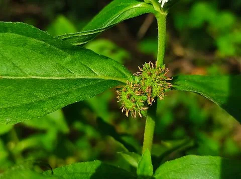 Bhringaraj Kesharaj Trailing Eclipta False Daisy White Eclipta Swamp Daisy Wh Stock Photos