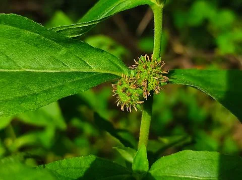 Bhringaraj Kesharaj Trailing Eclipta False Daisy White Eclipta Swamp Daisy Wh Stock Photos