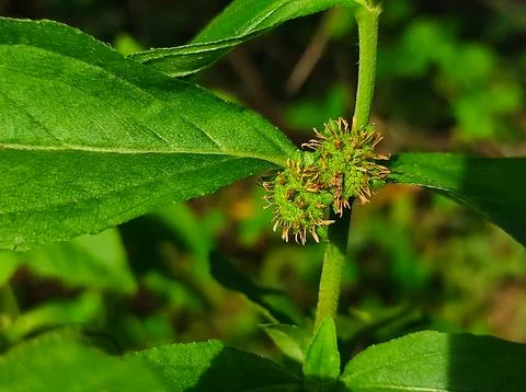 Bhringaraj Kesharaj Trailing Eclipta False Daisy White Eclipta Swamp Daisy Wh Stock Photos
