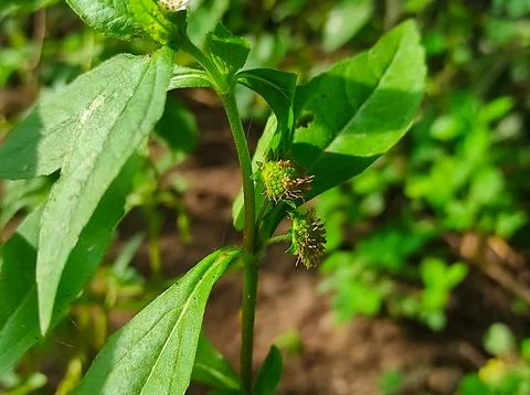 Bhringaraj Kesharaj Trailing Eclipta False Daisy White Eclipta Swamp Daisy Wh Stock Photos
