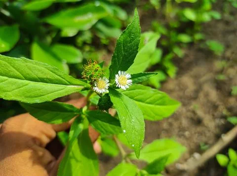 Bhringaraj Kesharaj Trailing Eclipta False Daisy White Eclipta Swamp Daisy Wh Stock Photos