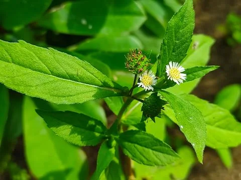 Bhringaraj Kesharaj Trailing Eclipta False Daisy White Eclipta Swamp Daisy Wh Stock Photos