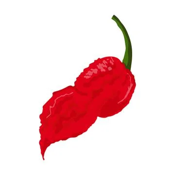 Bhut Jolokia Hot Pepper. Stock Illustration