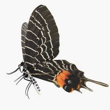 Bhutan Glory Swallowtail Butterfly 3D Model