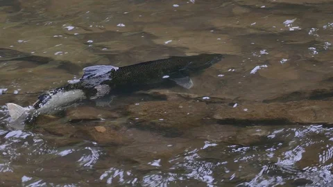 Bi-color salmon with white patch viewed in shallow clear water during fish run Stock Footage 94860164