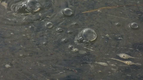 Bi-valve bubbles, ms, from lakeshore sand and water, 4k Video stock 253041890