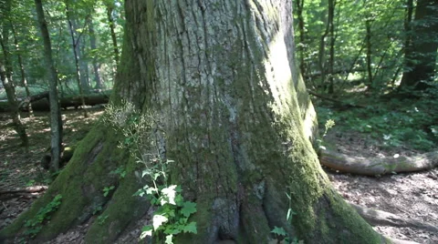 Bialowieza - Very large oak tree Stock Footage